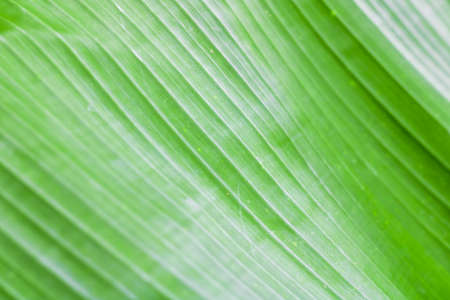 Close-up of green banana leaves. Banana leaf background. Leaf background.