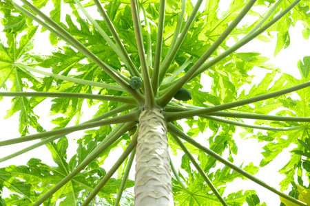 The fruiting papaya tree and the branches of the papaya tree. small papaya treeの写真素材