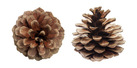 Pine cones isolated on white background.Pine cones on white back.