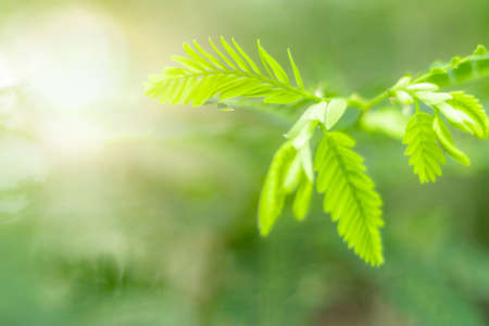Blurred Leaves Abstract Background Green Leaf Bokeh Blurred Nature Bokeh nature wallpaper. Bokeh blur.の写真素材