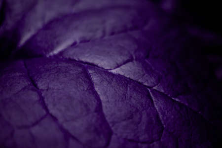 Abstract Blurred Purple Leaf Background blurry purple nature Wallpaper. Blurry background.の写真素材