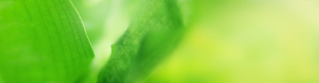 blurry leaves nature of summer green leaves natural green leaf plant used as abstract wallpaper backgroundの写真素材