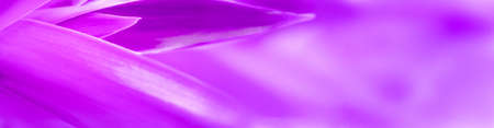 purple blurred leaves Autumn leaves. Purple foliage plant. Used as wallpaper background. purple leaf abstractの写真素材