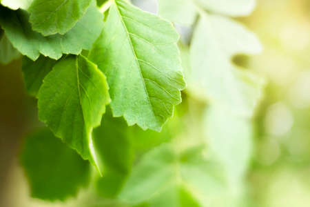 blurry leaves nature of summer green leaves natural green leaf plant used as abstract wallpaper...