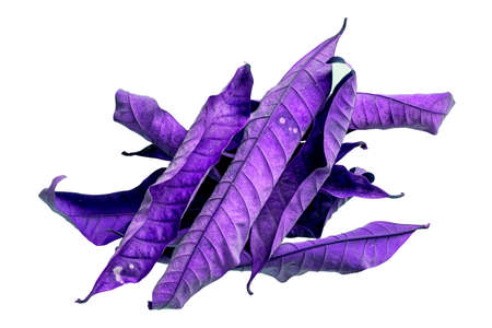 Abstract purple dry leaves, group of leaves, isolated on white background. tropical dry leaves clipping path.dry leavesの写真素材