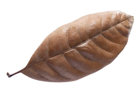 Dry leaves isolated on white background. Tropical dry leaves clipping path.dry leaves