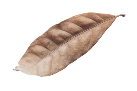 Dry leaves isolated on white background.の写真素材