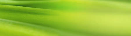 blurry leaves nature of summer green leaves natural green leaf plant used as abstract wallpaper backgroundの写真素材