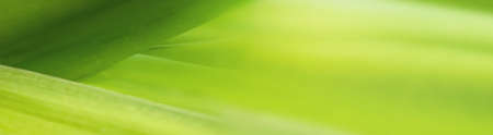 blurry leaves nature of summer green leaves natural green leaf plant used as abstract wallpaper backgroundの写真素材