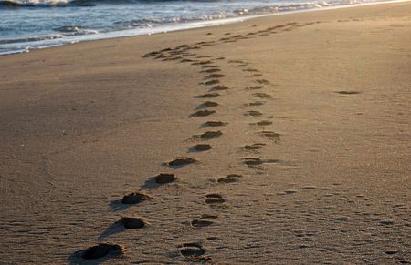 Footprints in the sand of a beach