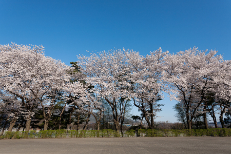cherry blossom treelineの写真素材