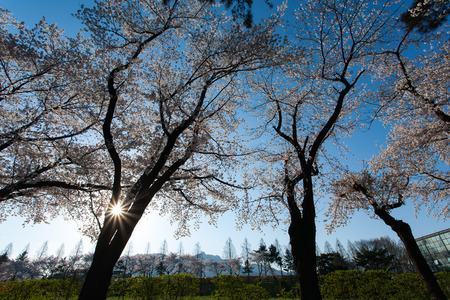 cherry blossom treelineの写真素材