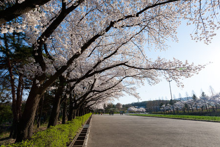 cherry blossom treelineの写真素材