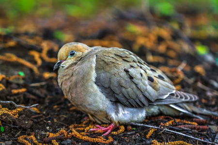 Mourning dove in New Brunswickの写真素材