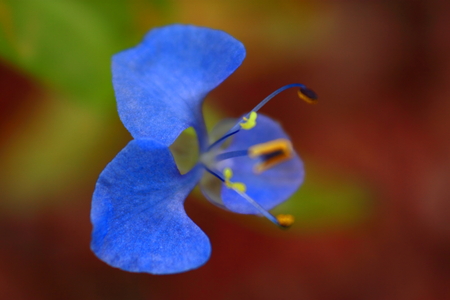 Blue Flowerの写真素材