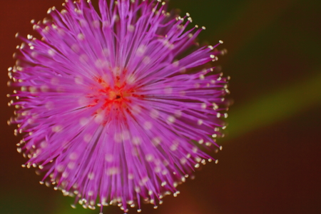 Purple flowersの写真素材