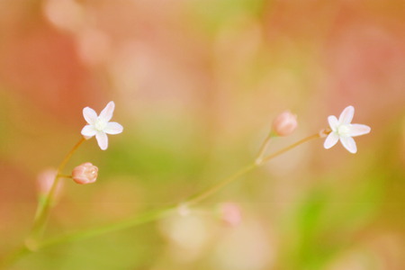 little Flowerの写真素材