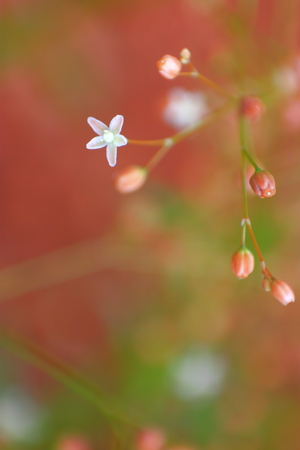 little Flowerの写真素材