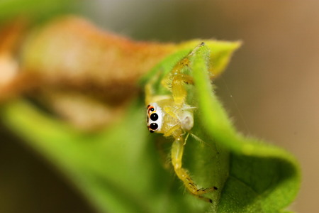 Leaves and spidersの写真素材