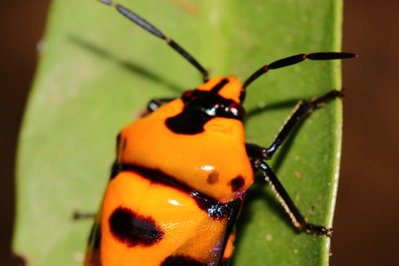 Yellow beetleの写真素材