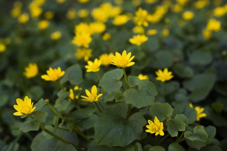 a lot of yellow spring flowers are small , full lawn