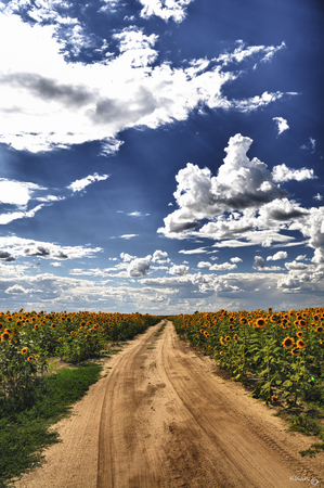 field of sunflowers blue sky, country roadの写真素材