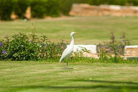 Egret on the green grass lawnの写真素材