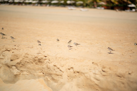 little birds frolicking on the sandy beachの写真素材