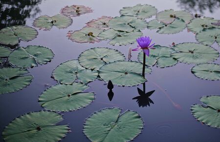 Pretty small purple lotus flower in canal after sun set.の写真素材