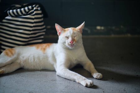 Sleeping white and light brown cat at warehouse in the afternoon.の写真素材