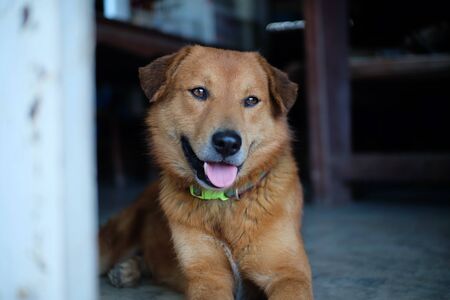 Lovely brown watchdog with his collar monitoring the security of the home.の写真素材