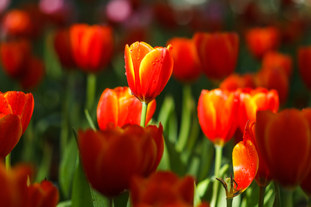 Red Tulips petals orange  bud in blurry tulips background, under shade trees in the parkの写真素材
