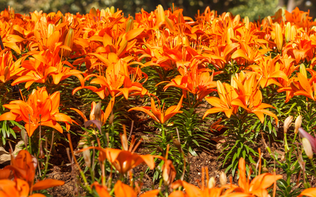 Flower lily orange in the garden,under sunlight in afternoon.の写真素材