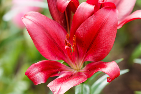 Lily red bloom in the garden during the day during the summer.の写真素材