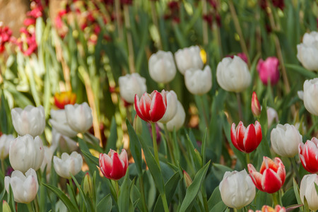 Tulips red petals white under shade trees in the park and tulips colorful background blur ,under sun light in afternoon.の写真素材