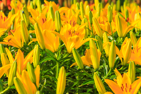 Flower lily yellow in the garden,under sunlight in afternoon.の写真素材