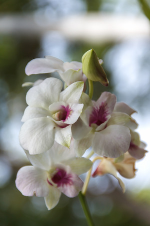 Panicle orchid white in the garden with background blur and nature bokeh backgroundの写真素材
