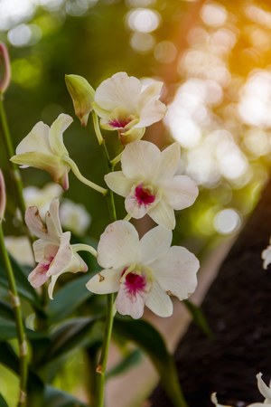 Panicle orchid white in the garden with background blur and nature bokeh backgroundの写真素材