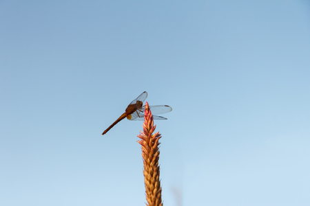 Dragonfly perched on a flower in the evening, preparing for a last meal and accommodation before dark.の写真素材