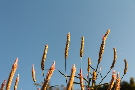 Grass sunlight sun shines in the evening, after the day it is refreshing for those who pass through every day.の写真素材