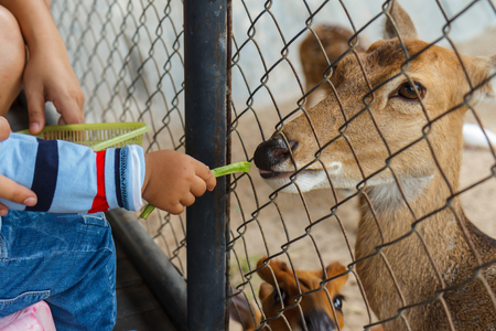 Happy thai family,mother with one boy children,toddler boy feeding deer during a trip to the zoo in afternoon on winter day.の写真素材