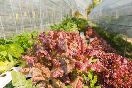 Demonstration of hydroponics on backyard in Thailand