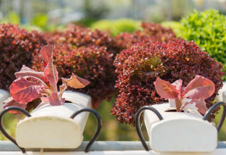 Demonstration of hydroponics on backyard in Thailandの写真素材