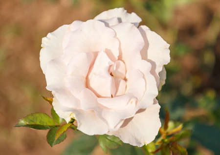 Pinkish white roses,In the garden at noon of the day while the sun is brightの写真素材
