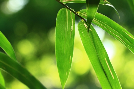 Bambo green  plant up close and have bokeh on natural light.
It Symbol of China and Japan. very nice for green background.の写真素材