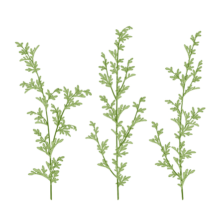 Branches and leaves of a wormwood. Hand drawn vector illustration.のイラスト素材