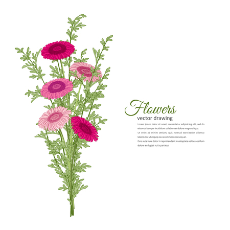 Flowers bouquet - Summer background with Gerbera, wormwood. Hand drawn vector illustration.のイラスト素材
