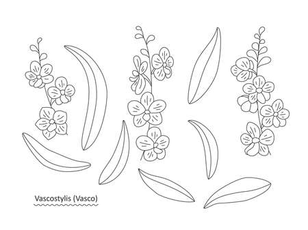 Set with leaves and flower twigs on a white background, linear illustration. Orchid flowers (Vascostylis) for your design of cards, greetings, invitations and the like. Line art vector.のイラスト素材