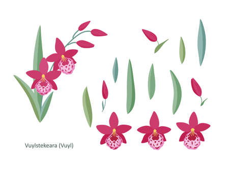 Set with pink orchid flowers (Vuylstekeara), leaves and buds, on a white background. Simple elegant elements for your design of cards, greetings, invitations and the like. Flat cartoon vector.のイラスト素材