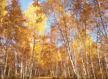 autumn forest. Walks in nature, autumn mood, smell and colors of the forest. Yellow tops of birches...